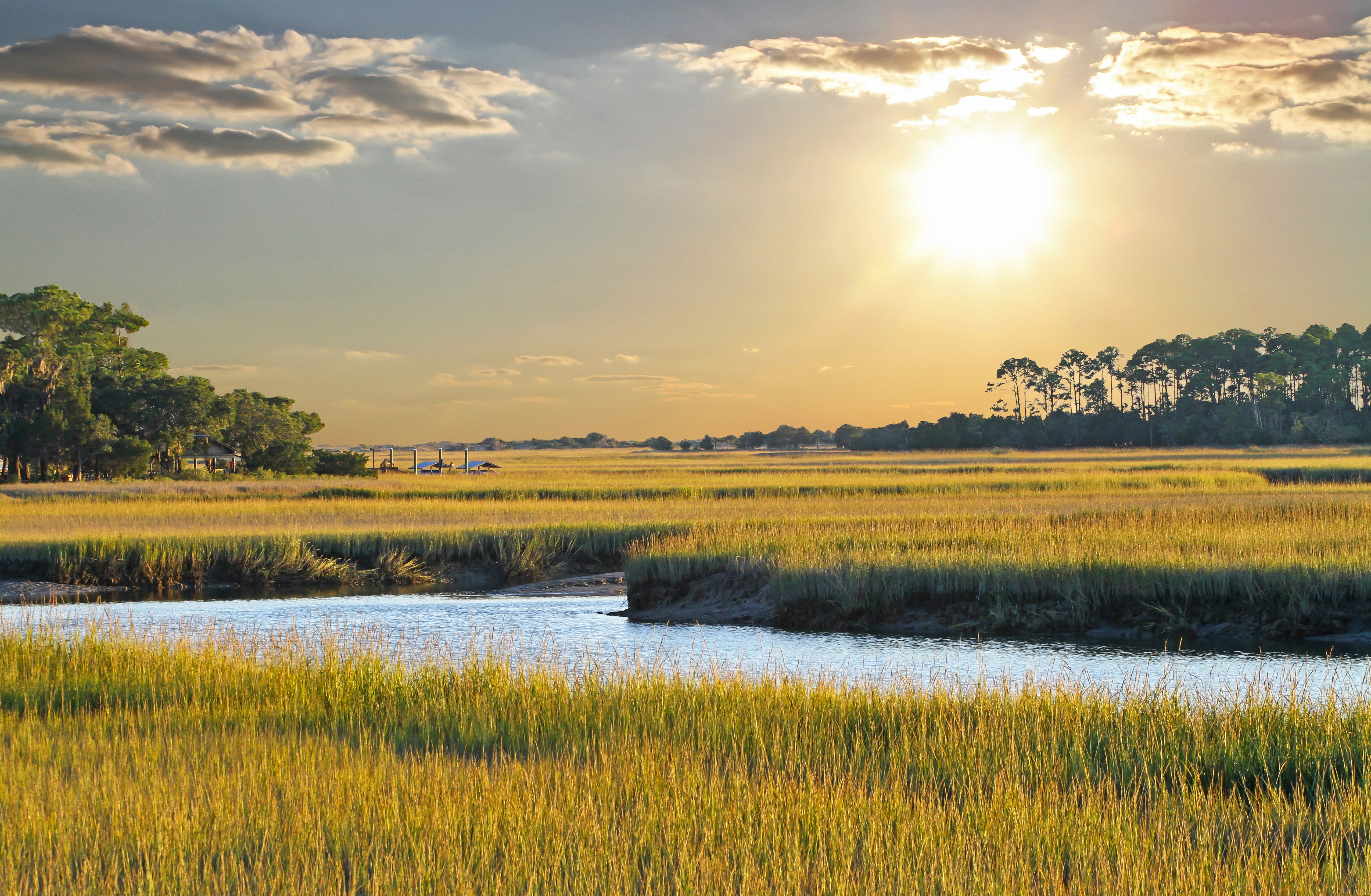 Wetlands and Water Quality: A Deep Dive into Environmental Health